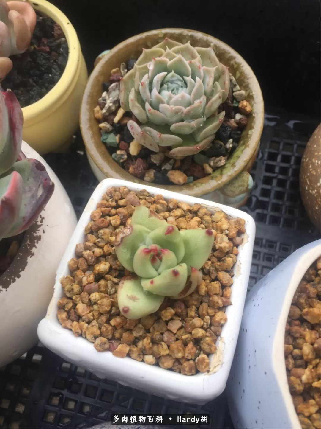 别人家的奶爸,别人家的多肉!一枚窗台*党**的多肉进阶之路!