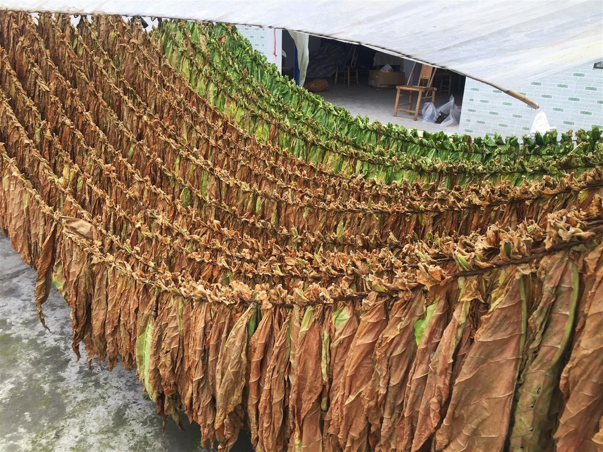 什邡创新雪茄产业园,什邡市雪茄小镇