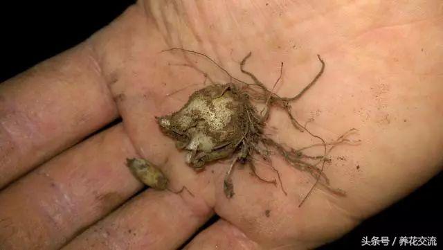 零下40度的西伯利亚有多冷,西班牙蓝铃花耐寒吗