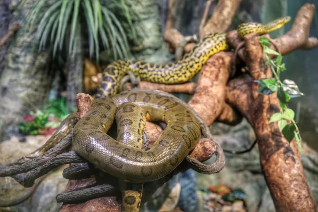 动物园万圣节里面有什么,万圣节动物王国