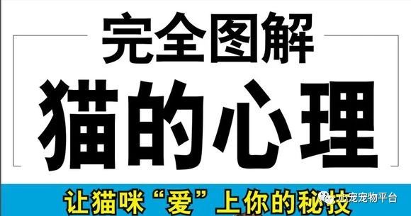 我与猫的小说,我与猫奴