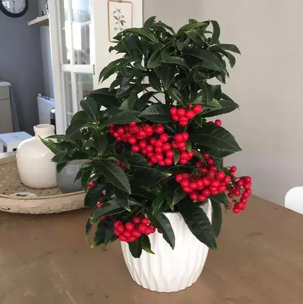 适合冬季观赏的植物,临近冬日常见的花卉植物