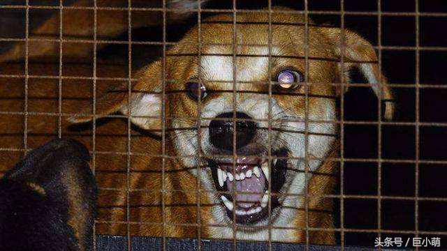 狗狗有狂犬病会出现哪几种表现,狗狗有狂犬病的四大表现