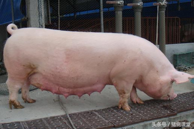 母猪怀孕早期诊断,母猪早期妊娠诊断的方法有哪些