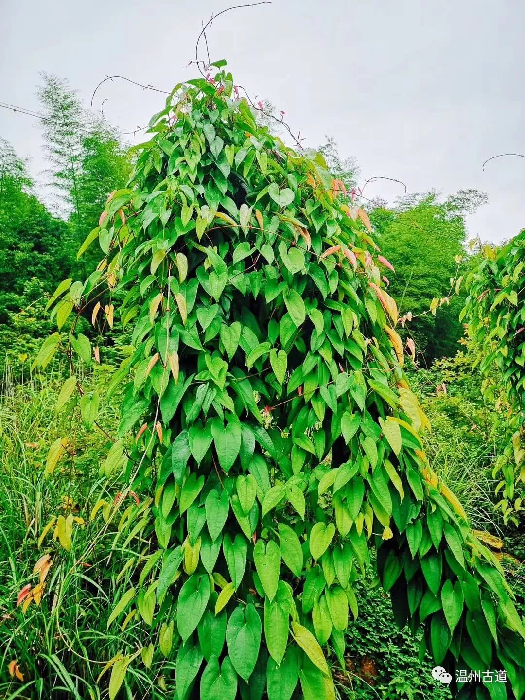 瓯海瞿溪风景,远山近水如诗如画