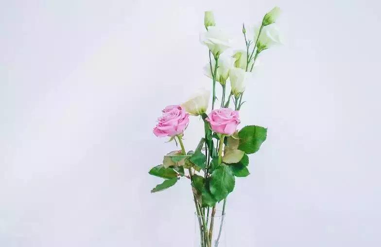50种鲜切花花语大全，一定有你不知道的，赶紧收藏吧！