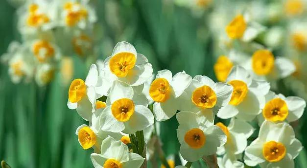 50种鲜切花花语大全，一定有你不知道的，赶紧收藏吧！