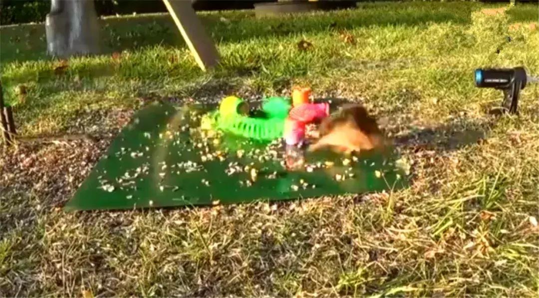 花栗鼠吃松鼠视频,花栗鼠吃虫子视频