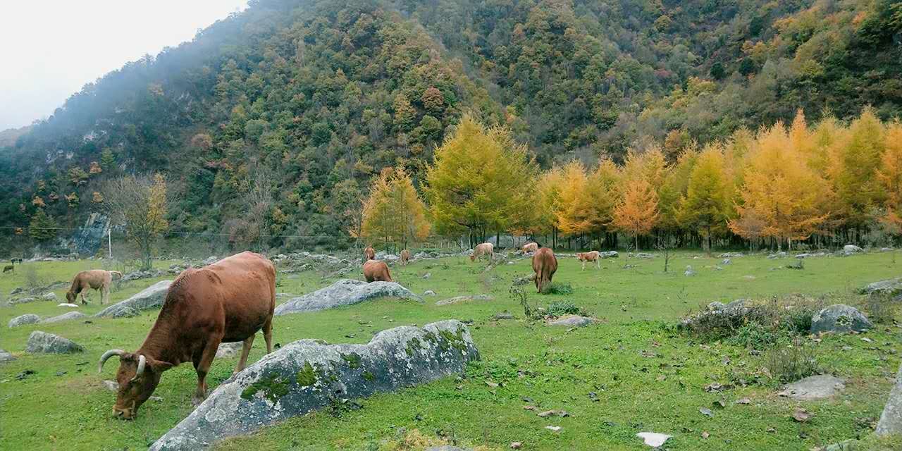 秋景西安好去处,雨后遇晴天留坝寻秋色