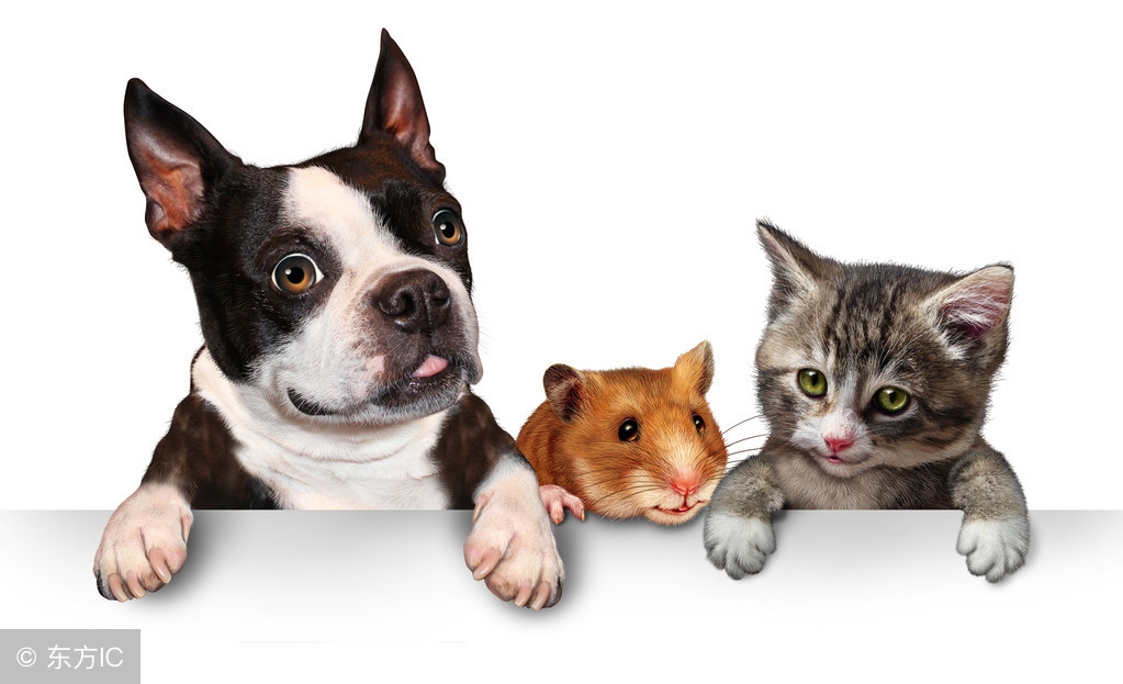 女生开宠物店需要投资多少,宠物店要投资多少钱西安