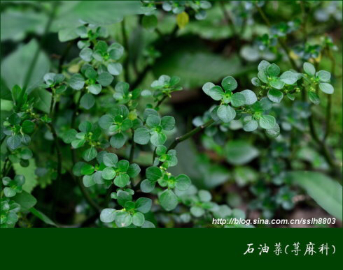 石油菜中药别名,野生石油菜图片及功效