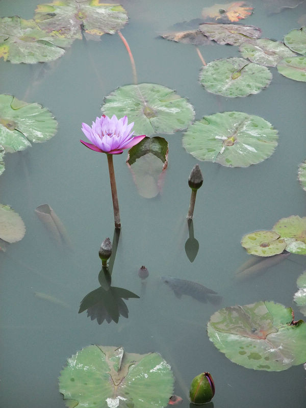 穷驴旅游,港囧游香港