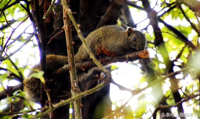 天南地北看松鼠还是太白松鼠美