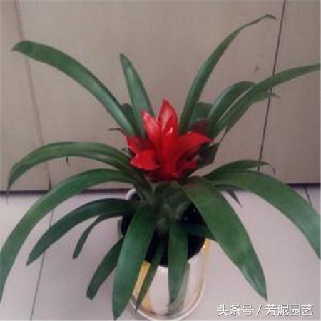 鸿运当头花谢了,鸿运当头花谢了的视频