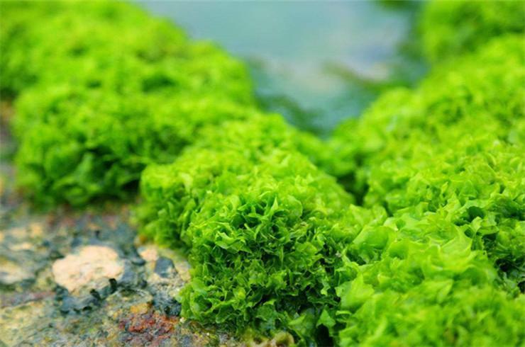 淡化颈纹颈霜排行榜前十名,黑天鹅颈美颈霜