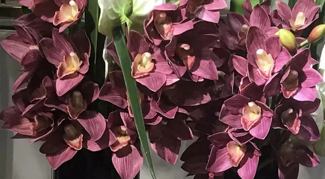 仿真花贵还是真花贵,仿真花贵还是鲜花贵