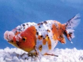 泰帽金鱼是什么品种,金鱼品种如何分类图解大全