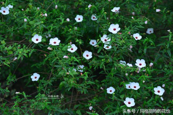 日系小清新高砂芙蓉,高砂芙蓉