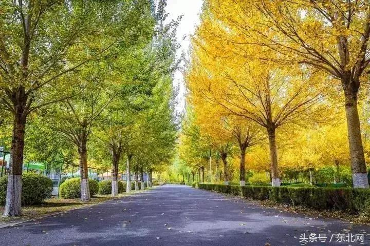 哈尔滨高校打卡,哈尔滨的风向标著名打卡地