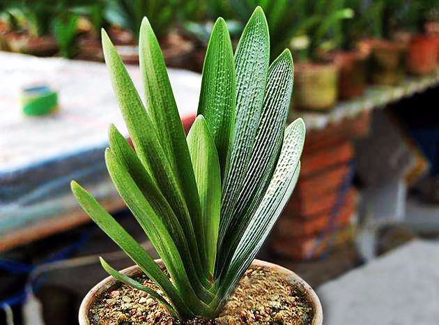 新手入门首先选的君子兰品种介绍,二百块钱一棵的君子兰是好品种吗