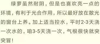 绿萝实用小技巧,绿萝经常放通风口能长得快吗