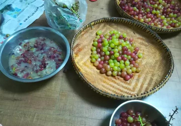 绿萝实用小技巧,绿萝经常放通风口能长得快吗