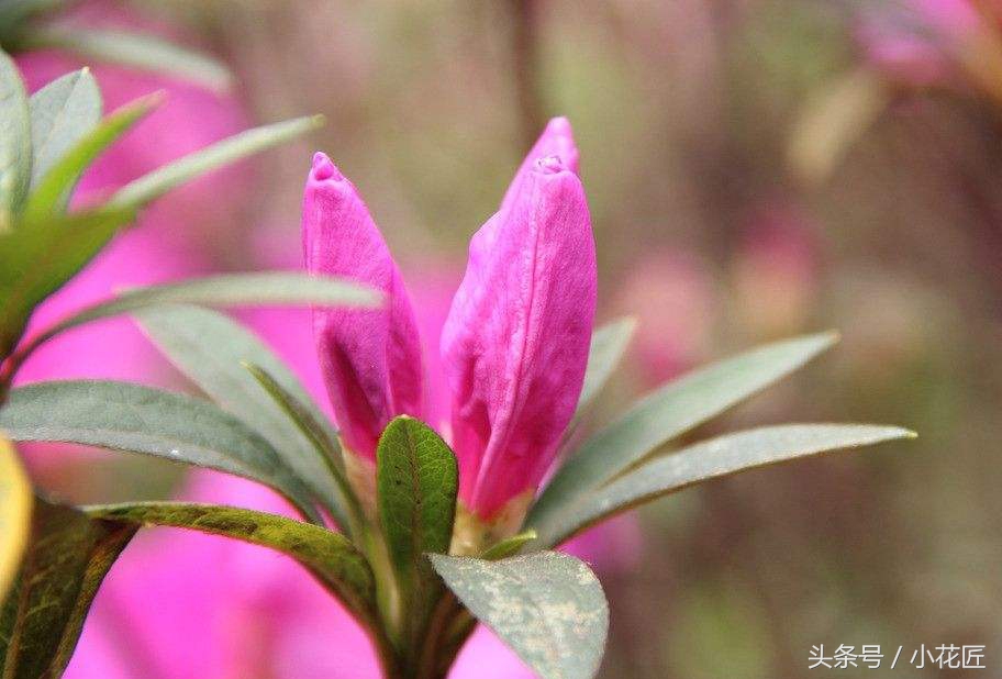 杜鹃花如何过冬的方法,杜鹃花过冬方法