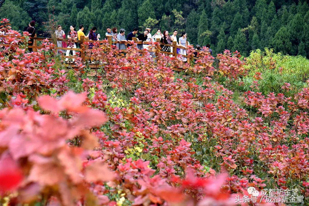 金堂秋色,秋天金堂十大必去景点