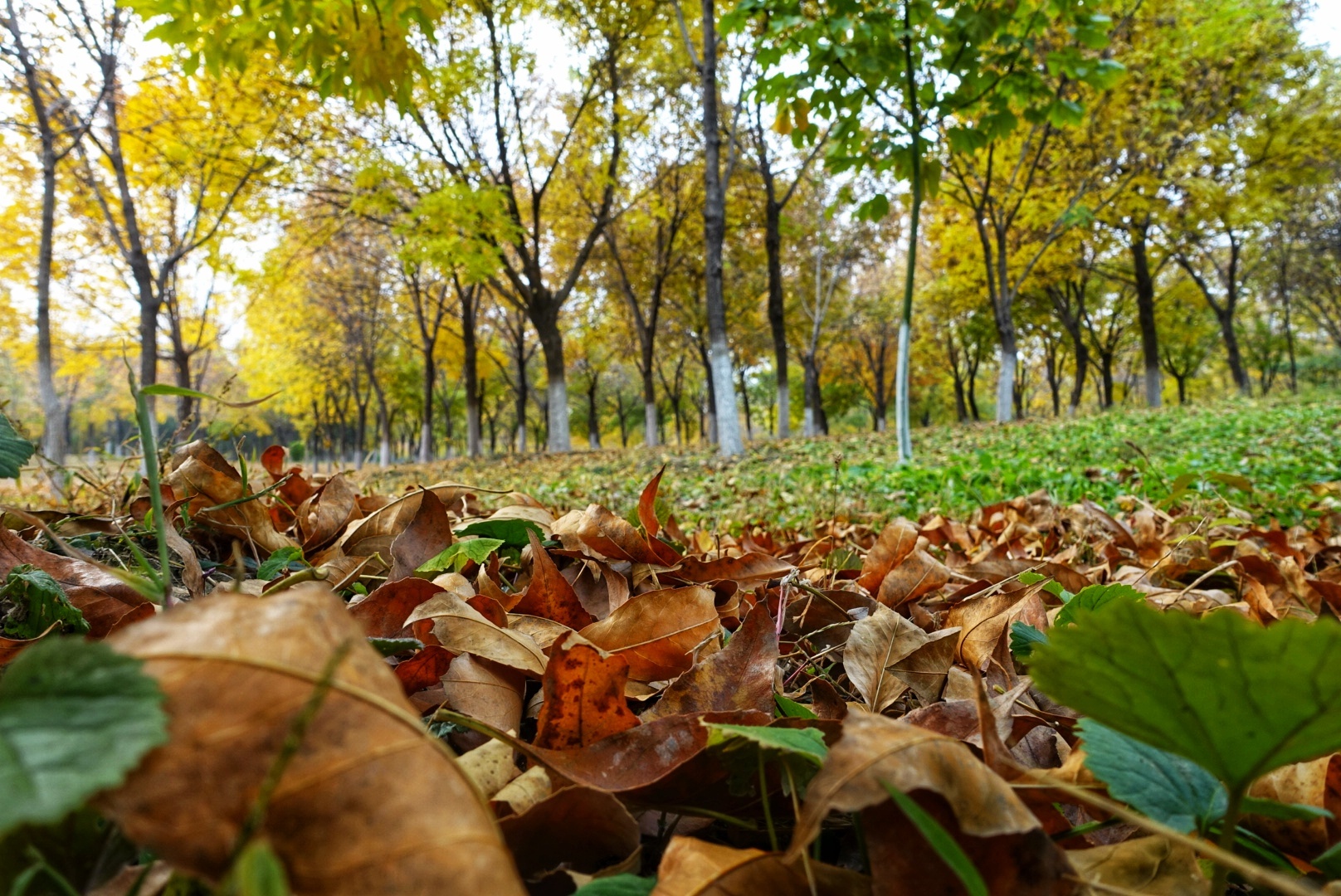 北京昌平金秋风景,昌平金秋周边一日游最佳攻略