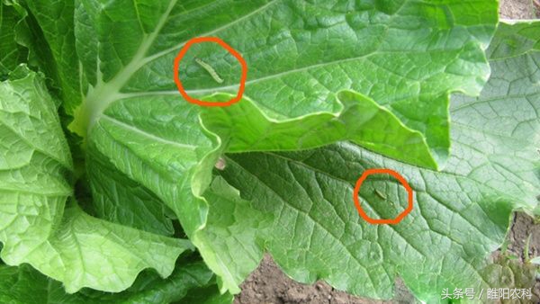 杀虫剂为何杀不死虫子,杀虫剂有哪些克星