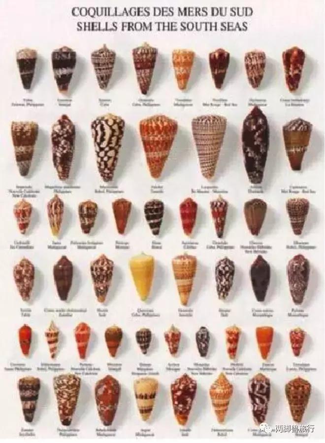 朋友潜水被蛰了，这回我没有用尿救她