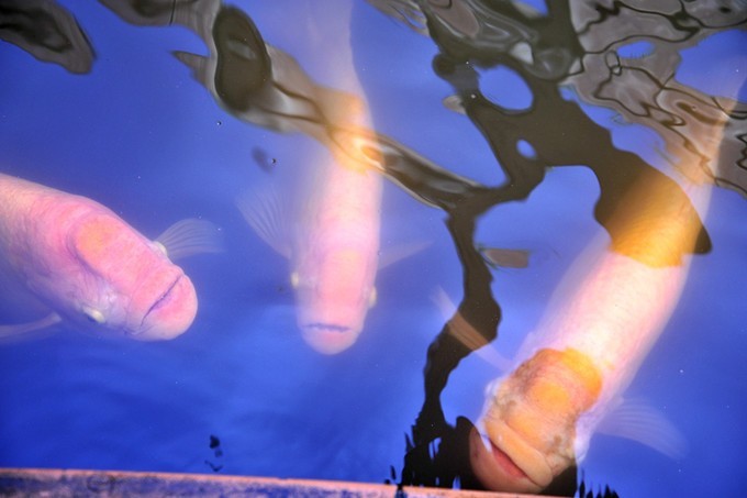 人文摄影斯里兰卡,锡兰风景