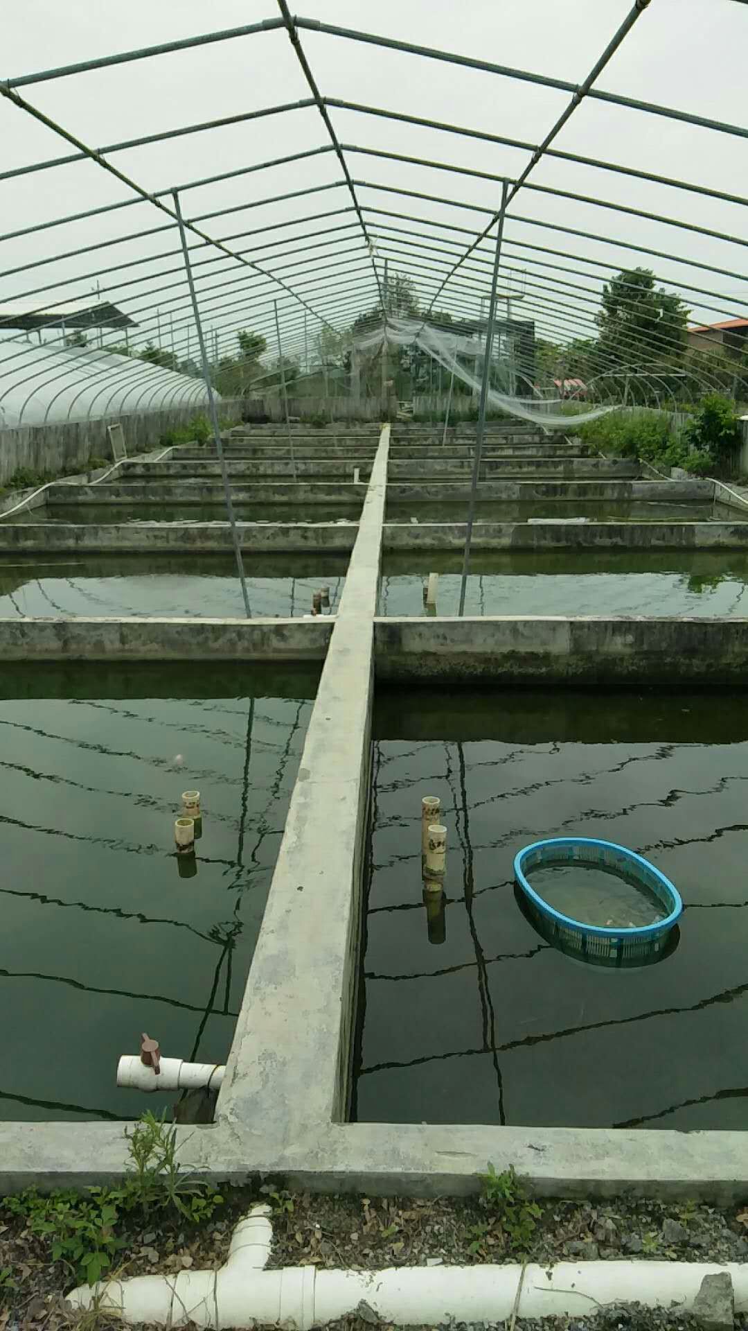 养鱼要培养什么菌,养鱼用什么水产菌种