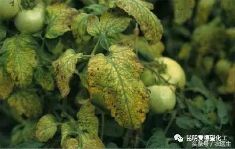 治作物病毒病的有什么好药吗,牛皮癣的真菌感染怎么治疗