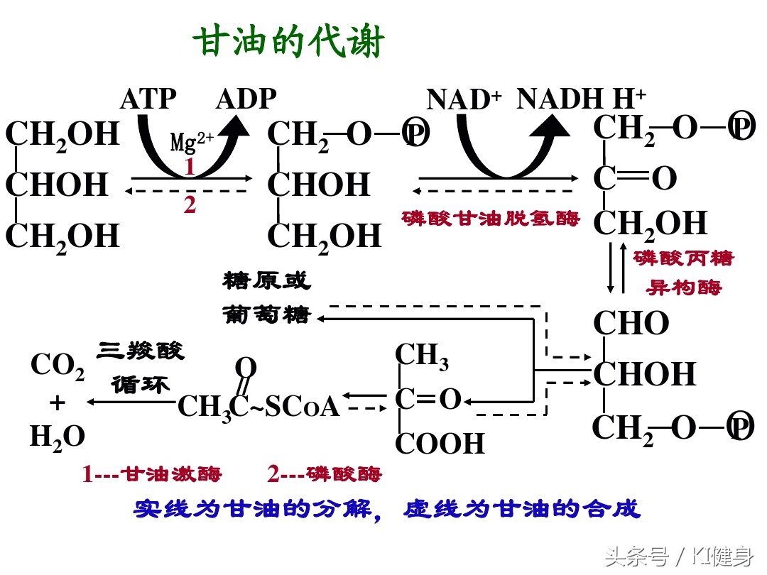 脂肪是怎么排出体外的动画,内脏脂肪是怎么排出体外的