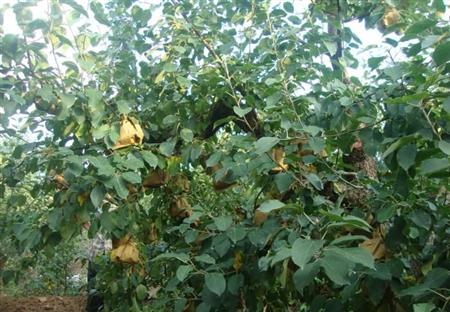 苹果树修剪什么叫三套枝修剪,苹果树修剪方法视频