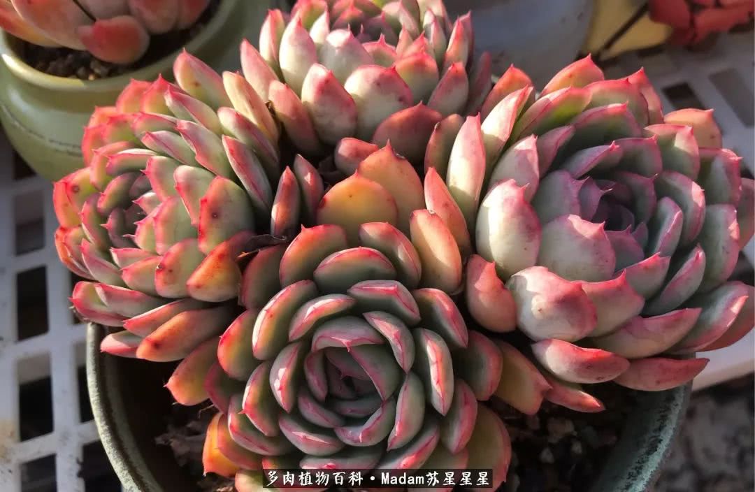 养多肉就是在不断折腾中寻找快乐,养多肉是我坚持做的最久的一件事