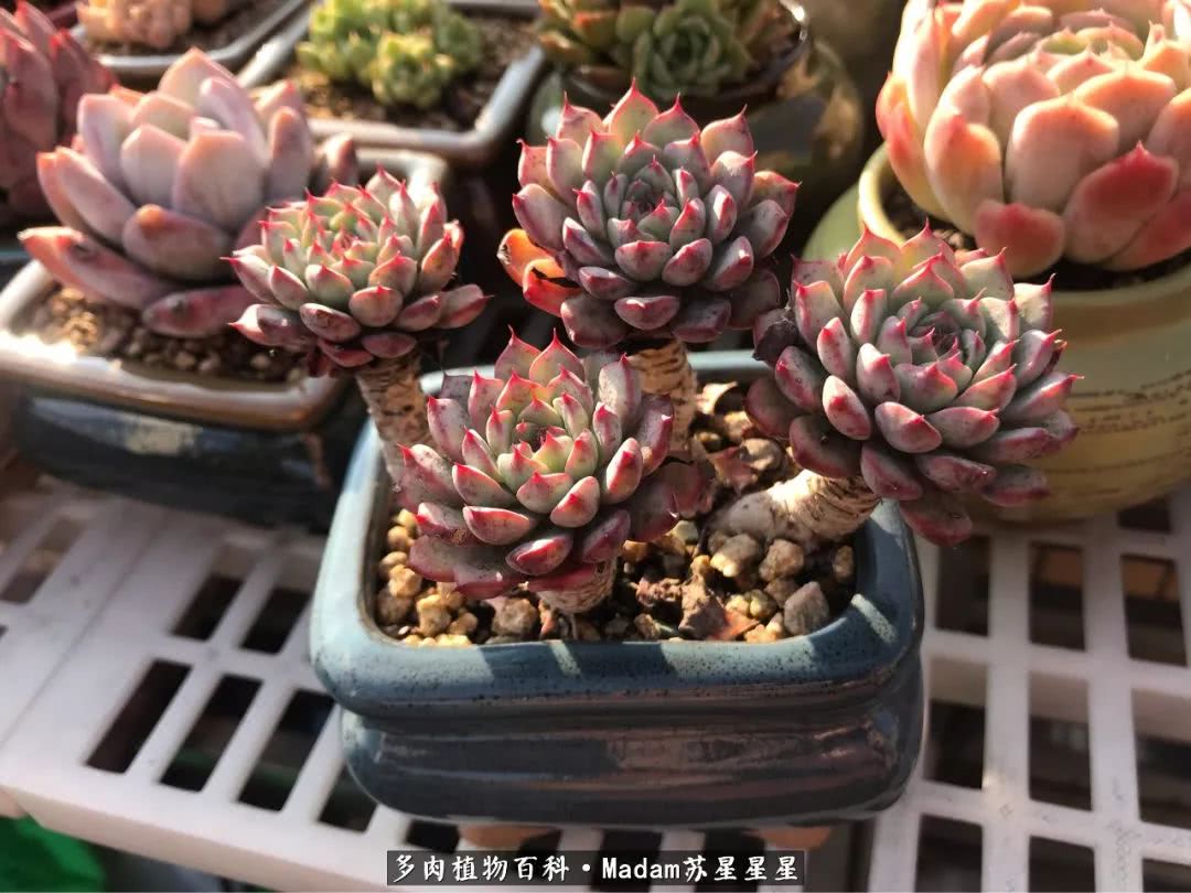 养多肉就是在不断折腾中寻找快乐,养多肉是我坚持做的最久的一件事