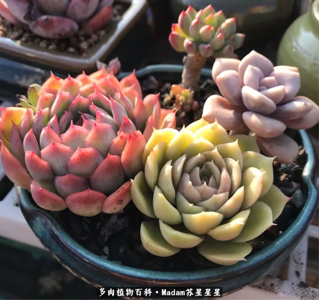 养多肉就是在不断折腾中寻找快乐,养多肉是我坚持做的最久的一件事