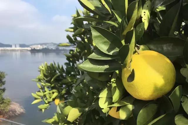 大叔为钓鱼买下一座岛,40岁大叔100块改造房间