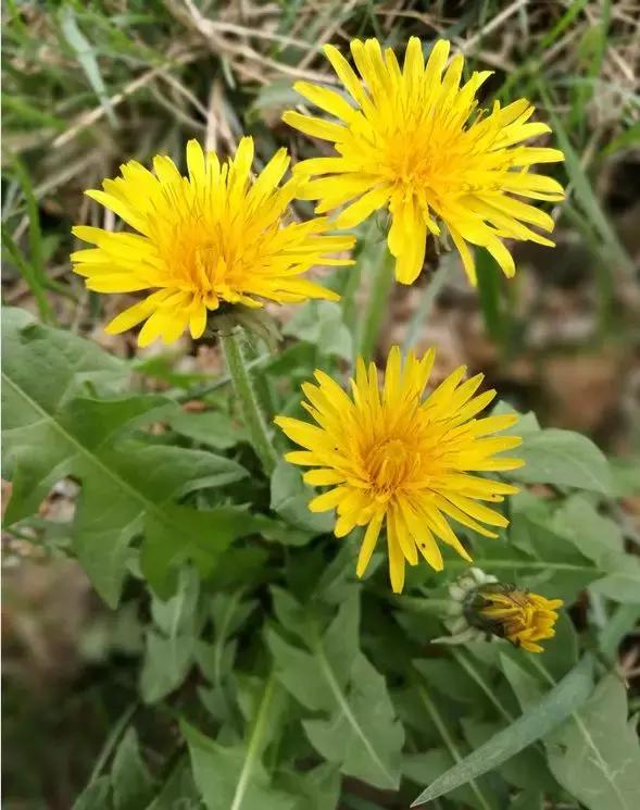 野菜功效,野菜功效介绍
