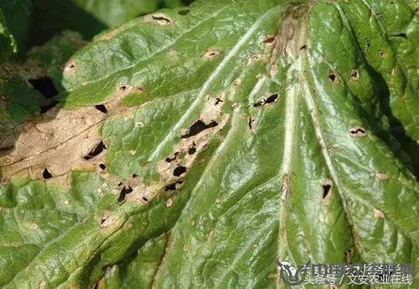 大白菜常见病害图谱,大白菜病害图解大全