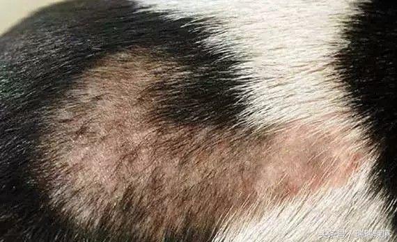 新手养宠:狗狗出现皮肤病怎么解决?