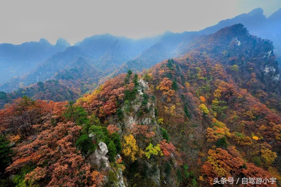 河南省赏红叶一日游,河南省秋天红叶最佳去处