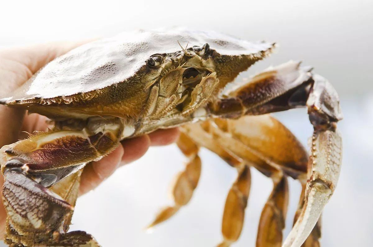 有公蟹更好吃的螃蟹吗,比帝王蟹还要好吃的十种螃蟹