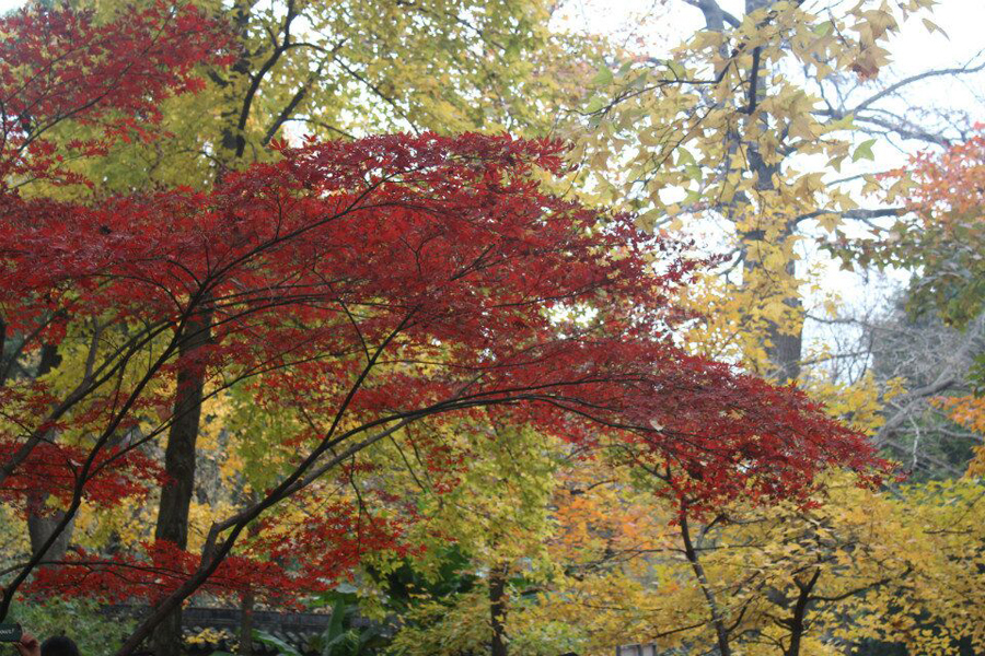 苏州天平山赏枫叶最佳地点,灵白线天平山全程路线详解