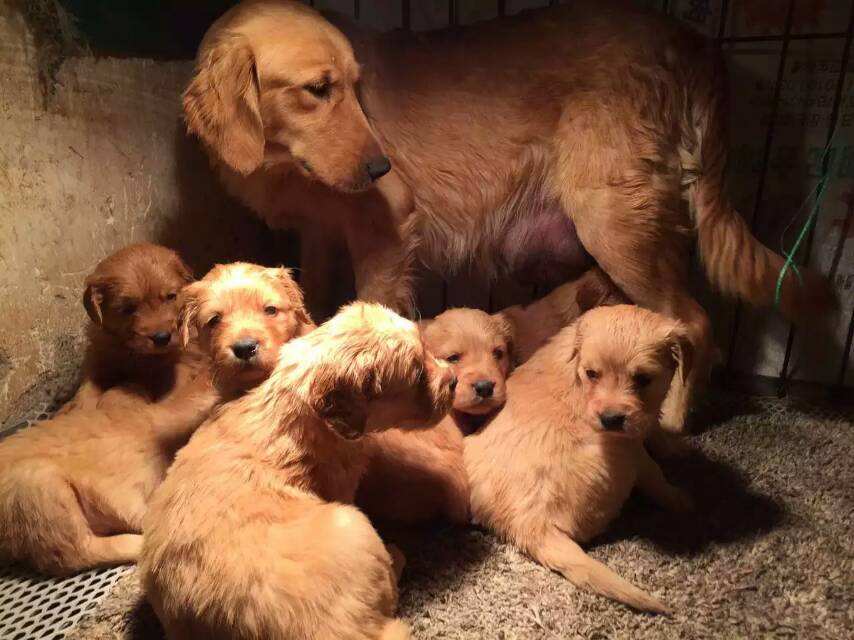 买金毛犬好还是买拉布拉多好,买金毛幼犬好还是比熊好