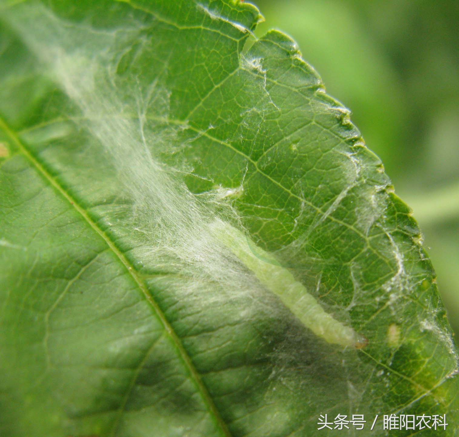 害虫防治的特效药,高抗性害虫的克星