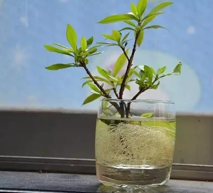 水培植物怎么养不会烂根叶黄,水培植物怎样养长得快又好养