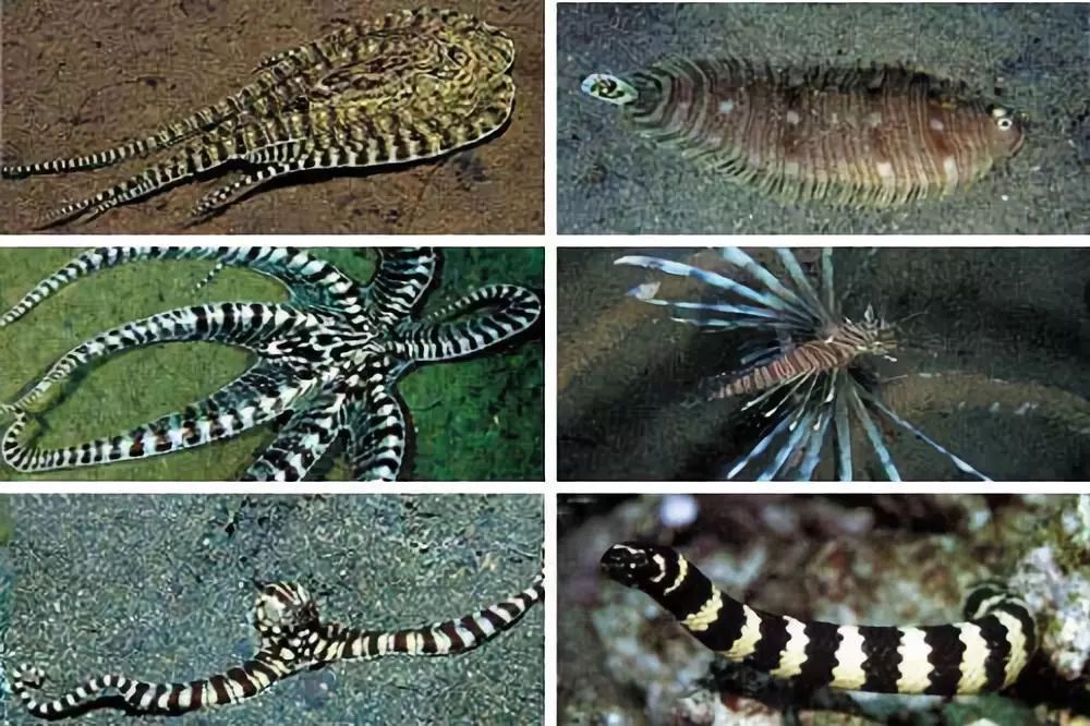 臻迪百科（014）｜章鱼这家伙没准比你还聪明